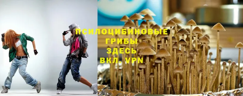 Псилоцибиновые грибы Psilocybine cubensis  Козьмодемьянск 